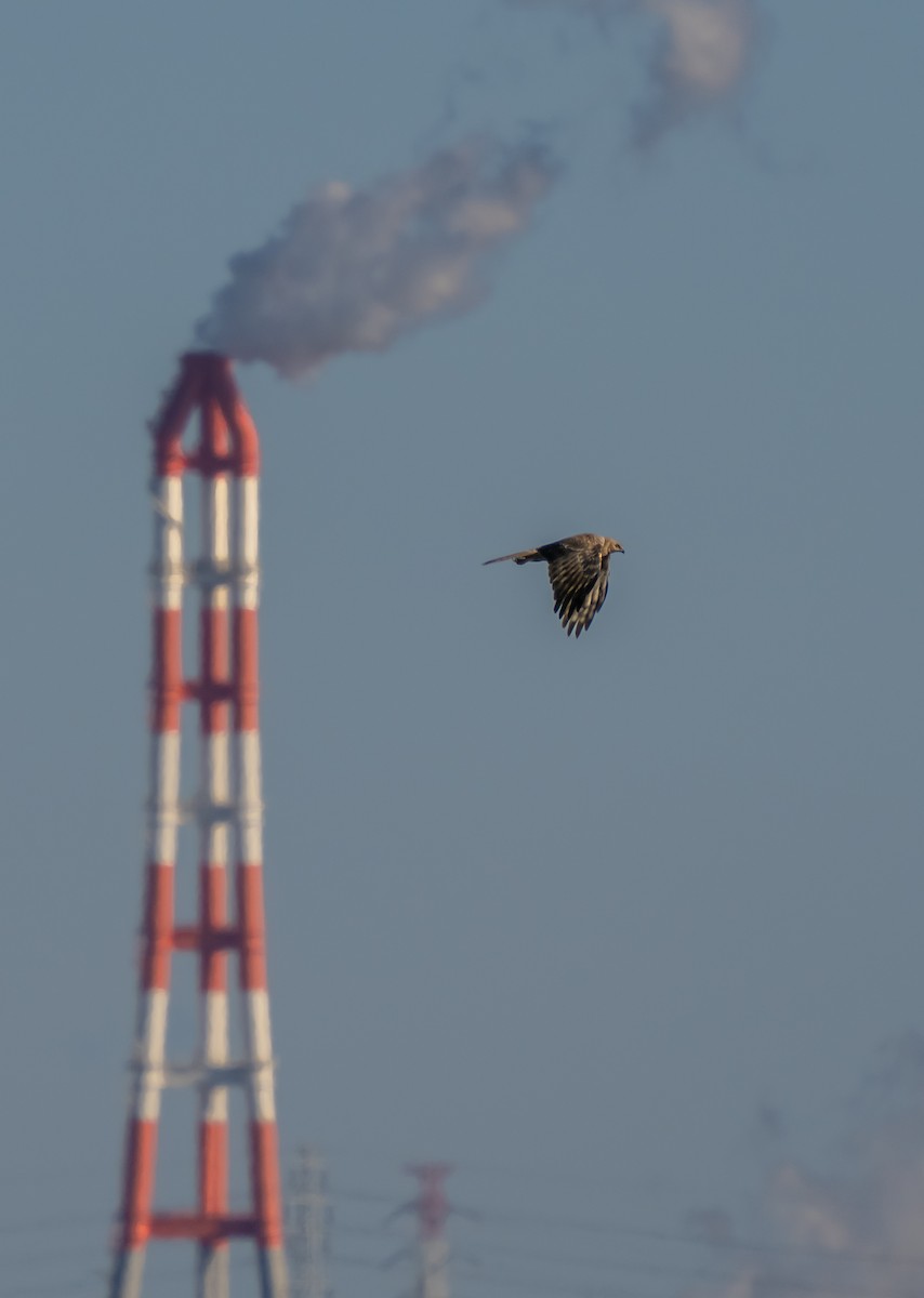 Eastern Marsh Harrier - ML533868631