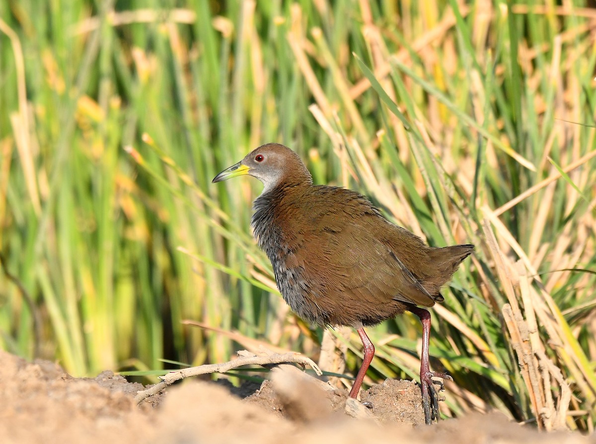 Brown Crake - ML533868771