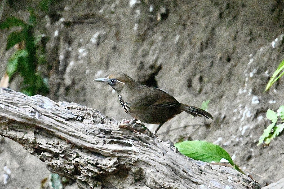 Spot-breasted Laughingthrush - ML533868901