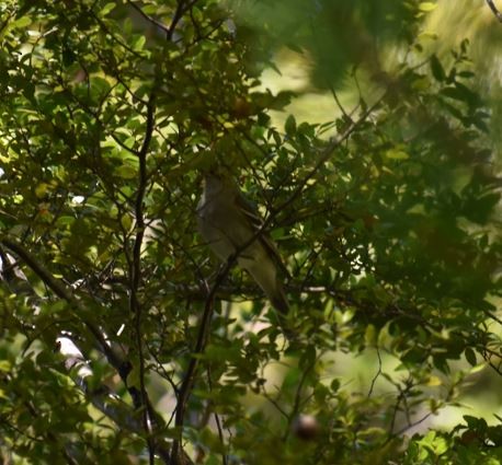 White-crested Elaenia - ML533869131