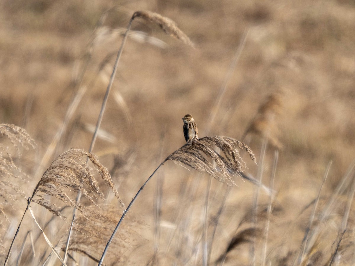 Rustic Bunting - ML533870341