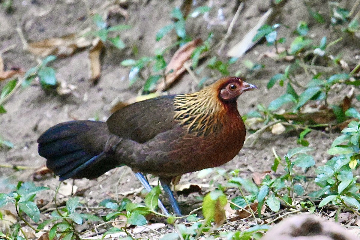 Red Junglefowl - ML533870561