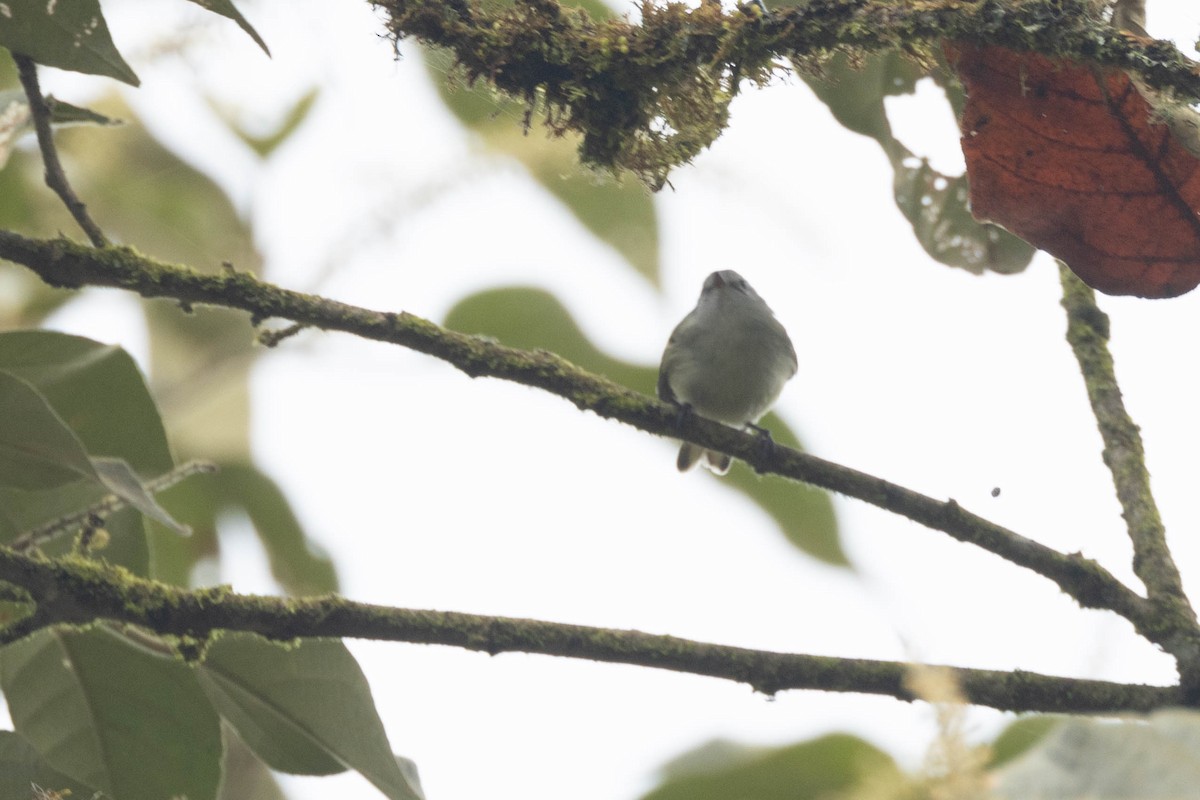 White-banded Tyrannulet - R M