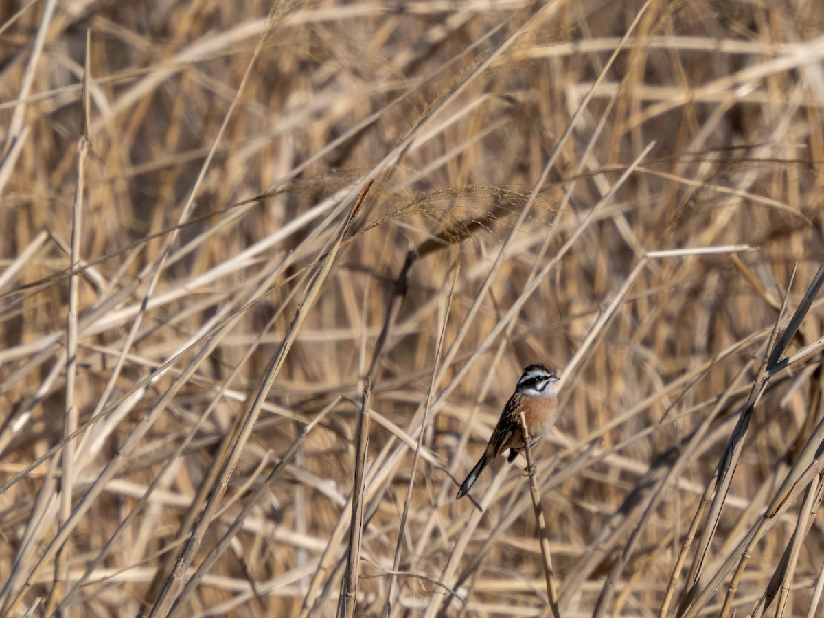 Meadow Bunting - ML533871131