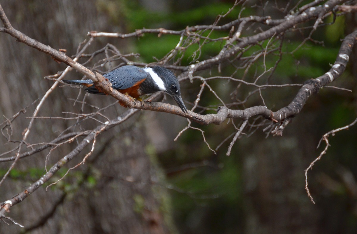 Ringed Kingfisher - ML533872141