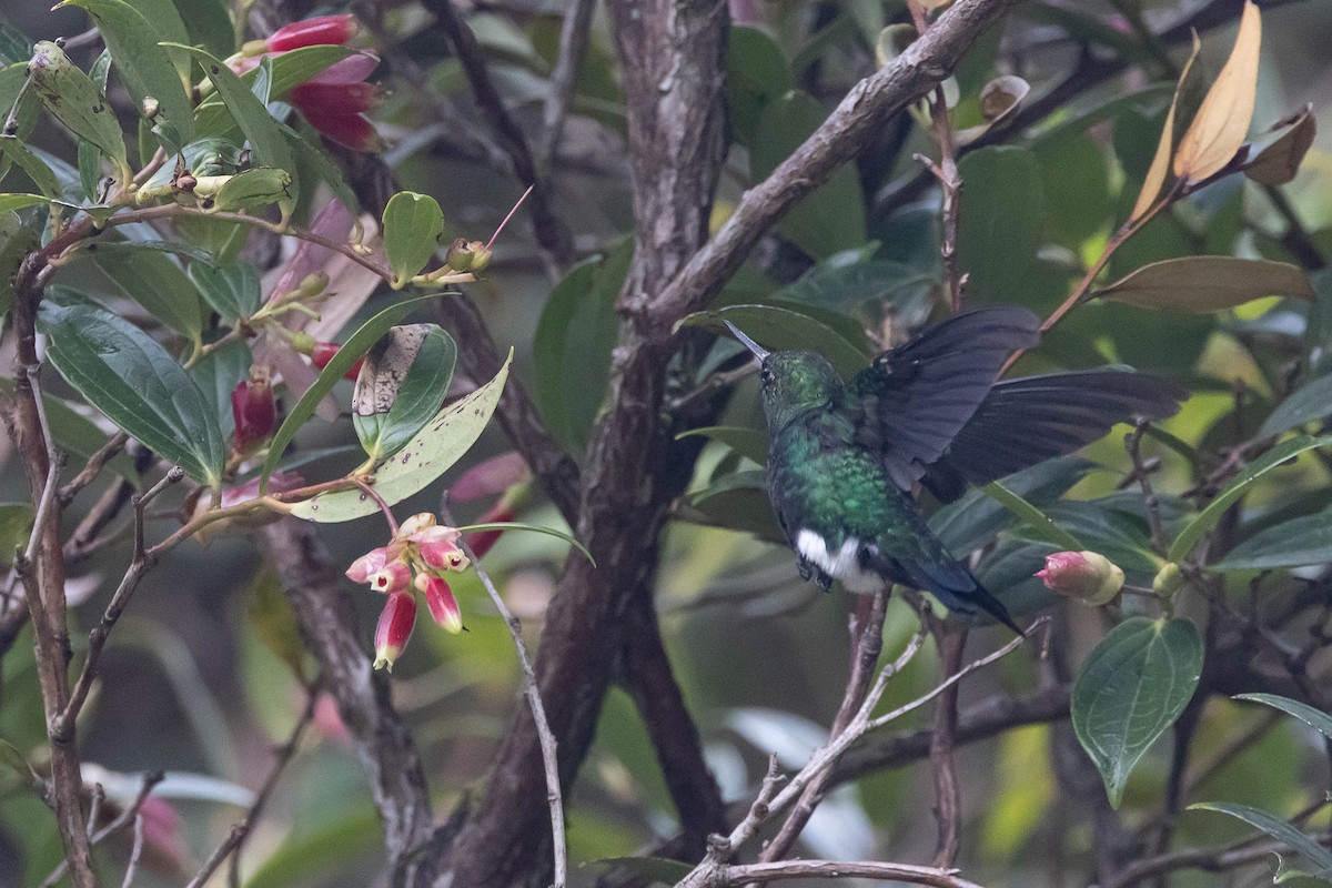 Glowing Puffleg - ML533872231