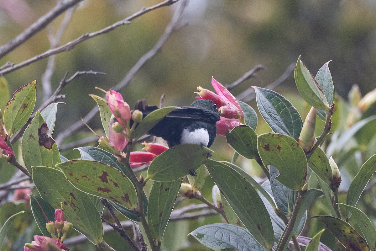 Glowing Puffleg - ML533872241