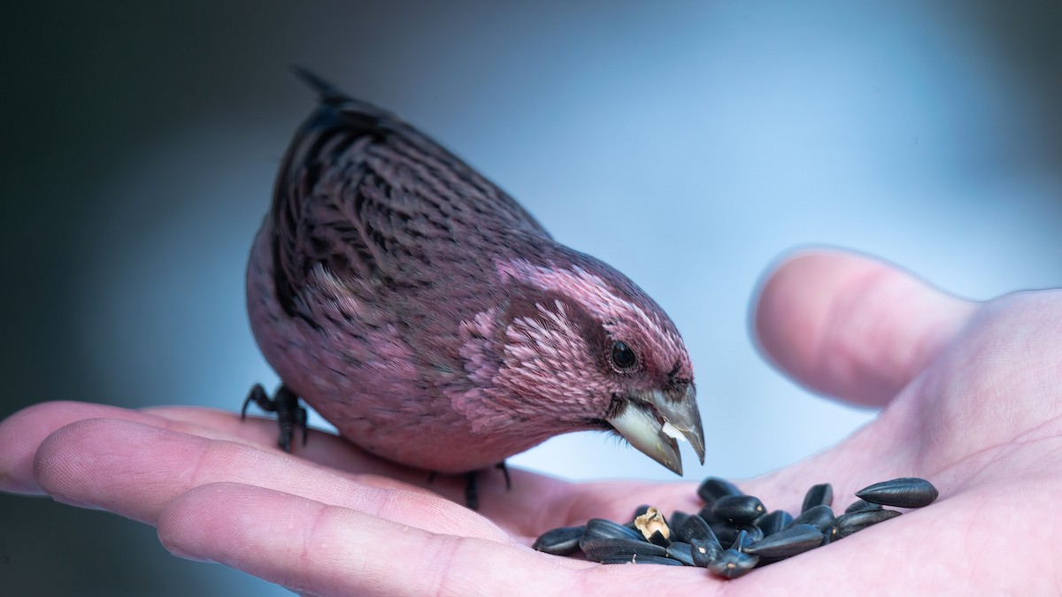 Red-mantled Rosefinch - Jeremie Berlioux