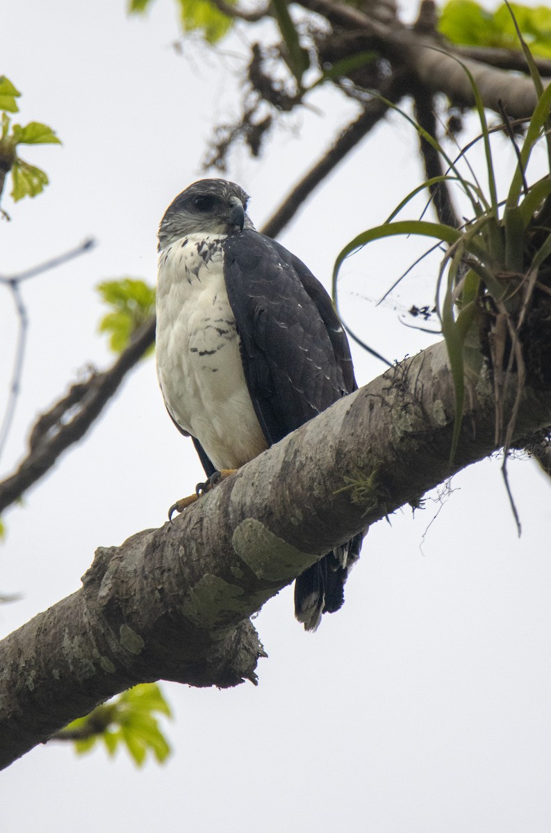 Gray-backed Hawk - ML533873411