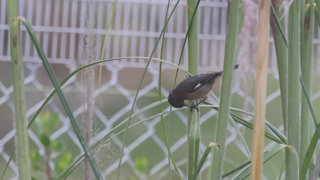 Cinereous Conebill - ML533873471