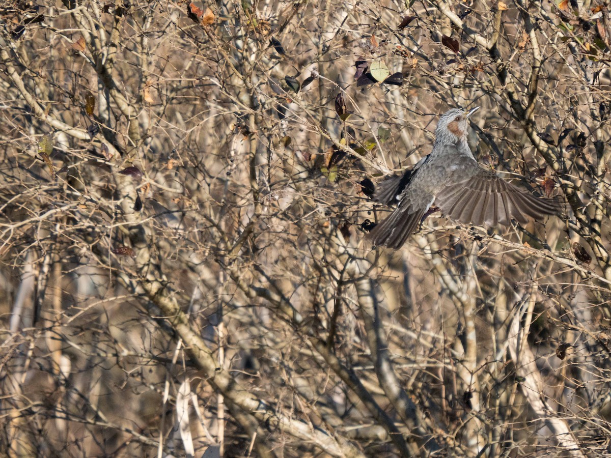 Brown-eared Bulbul - ML533873561