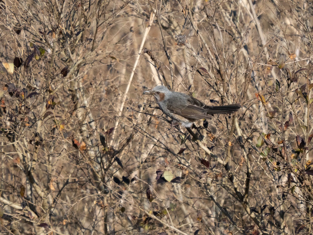 Brown-eared Bulbul - ML533873581