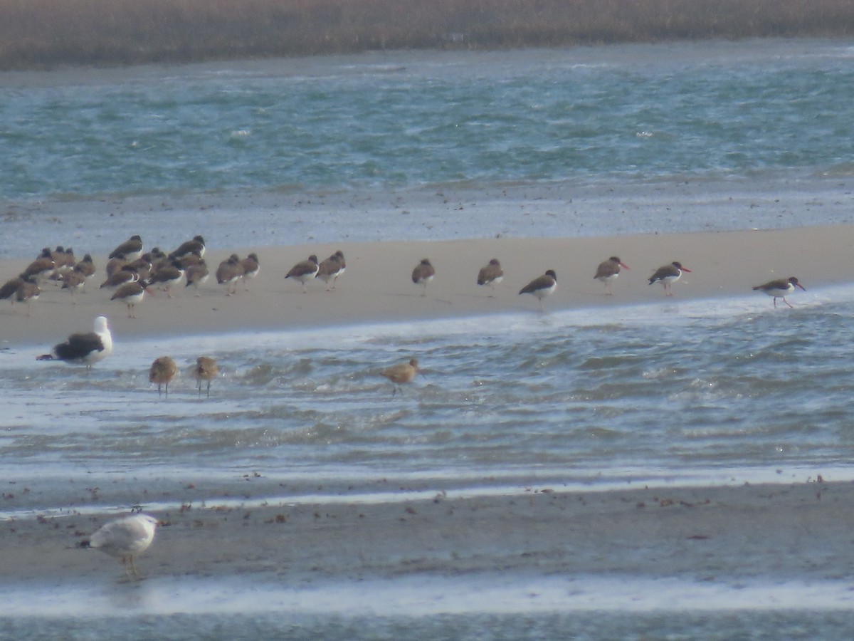 Marbled Godwit - ML533875091