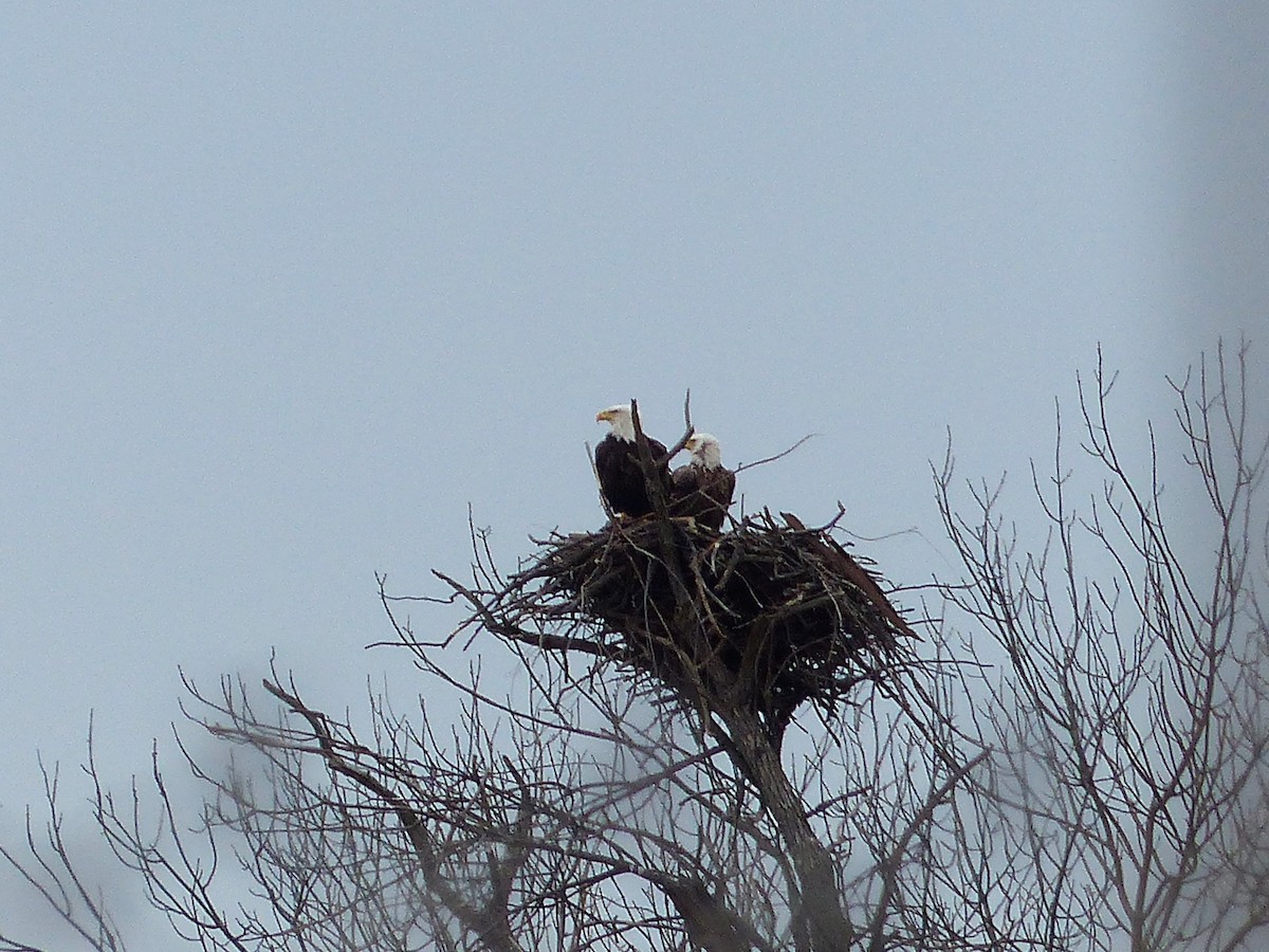 Weißkopf-Seeadler - ML53387521