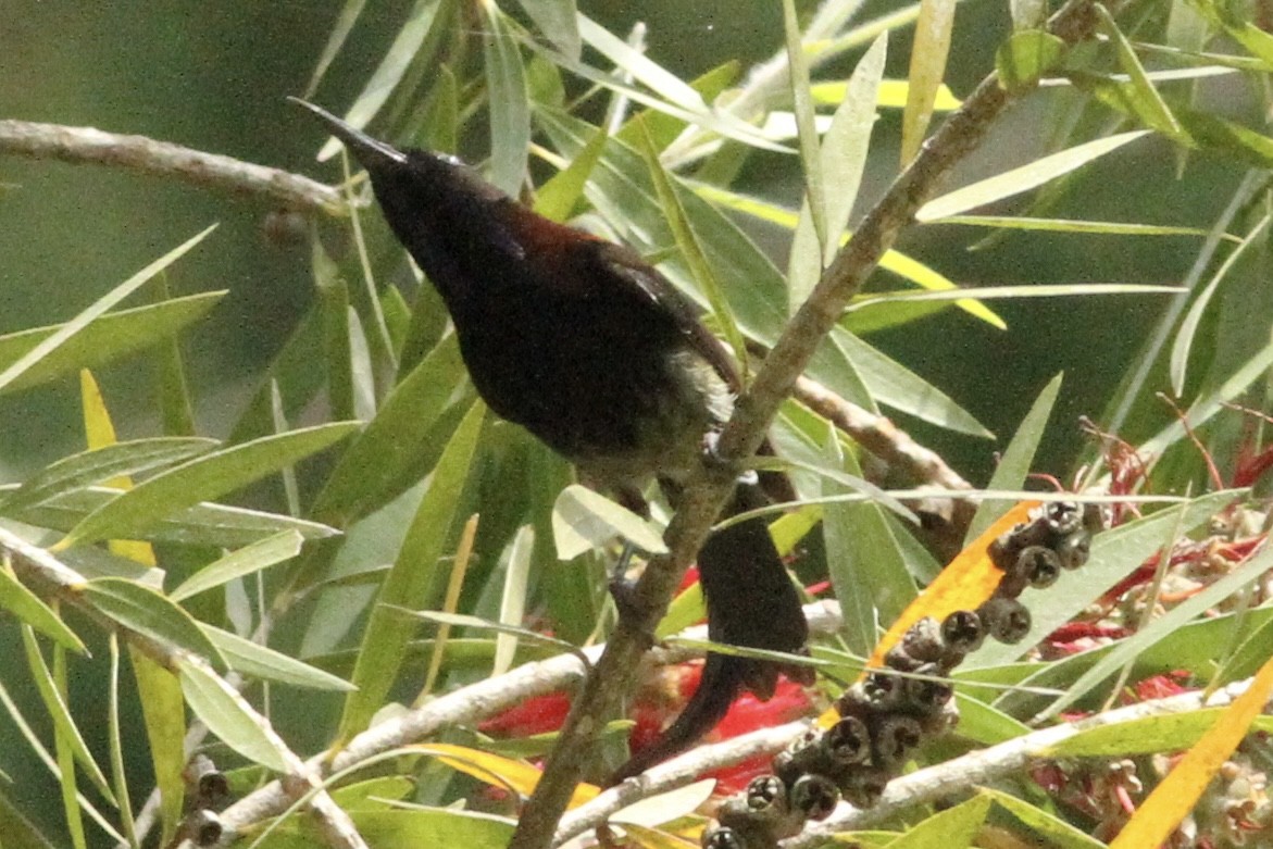 Black-throated Sunbird - Vikas Madhav Nagarajan