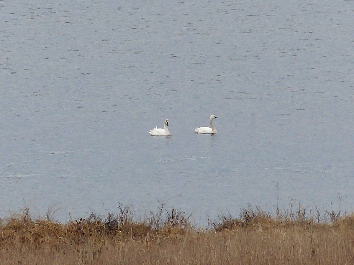 Tundra Swan - ML53387601