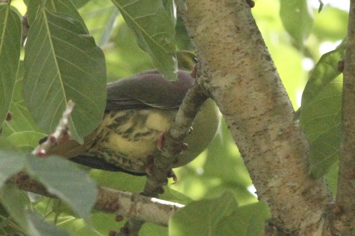 Wedge-tailed Green-Pigeon - Vikas Madhav Nagarajan