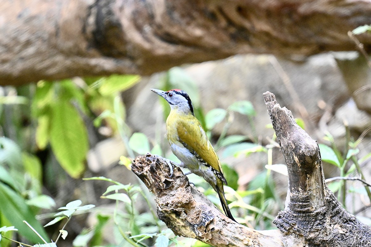 Gray-headed Woodpecker (Black-naped) - Dong Qiu