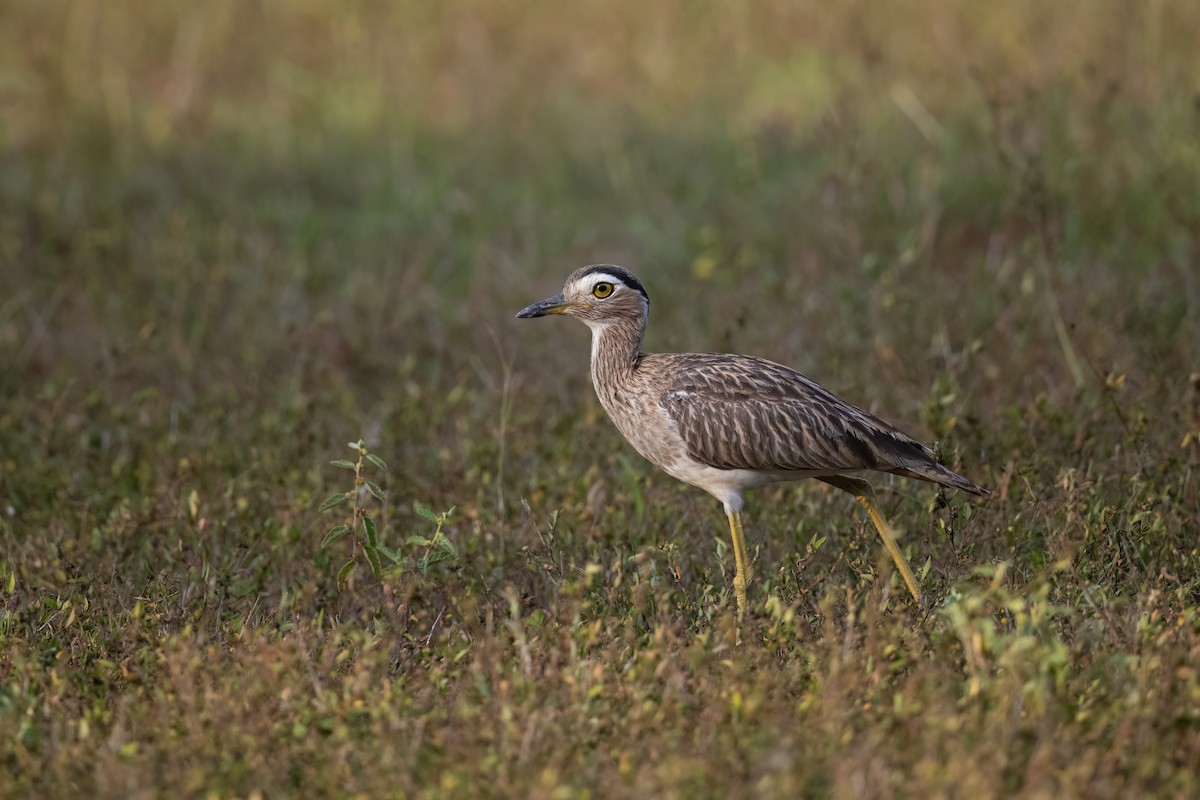 Double-striped Thick-knee - ML533877461
