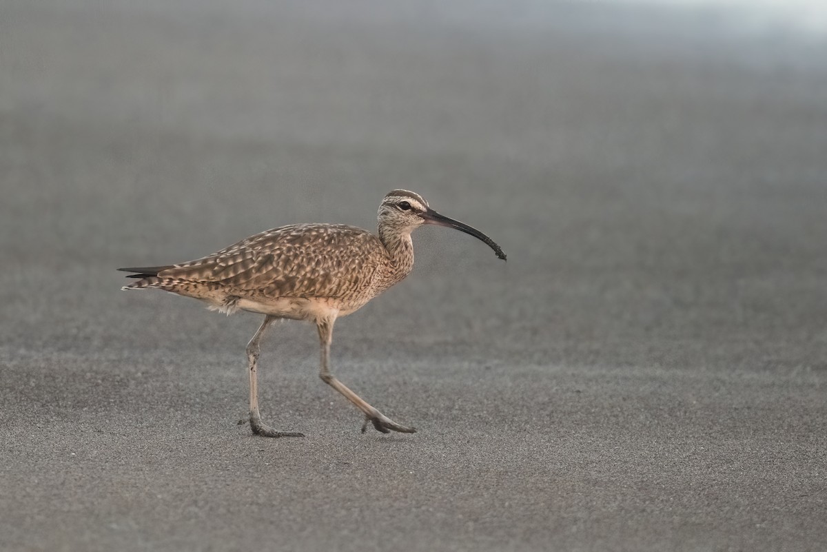 Whimbrel - ML533877981