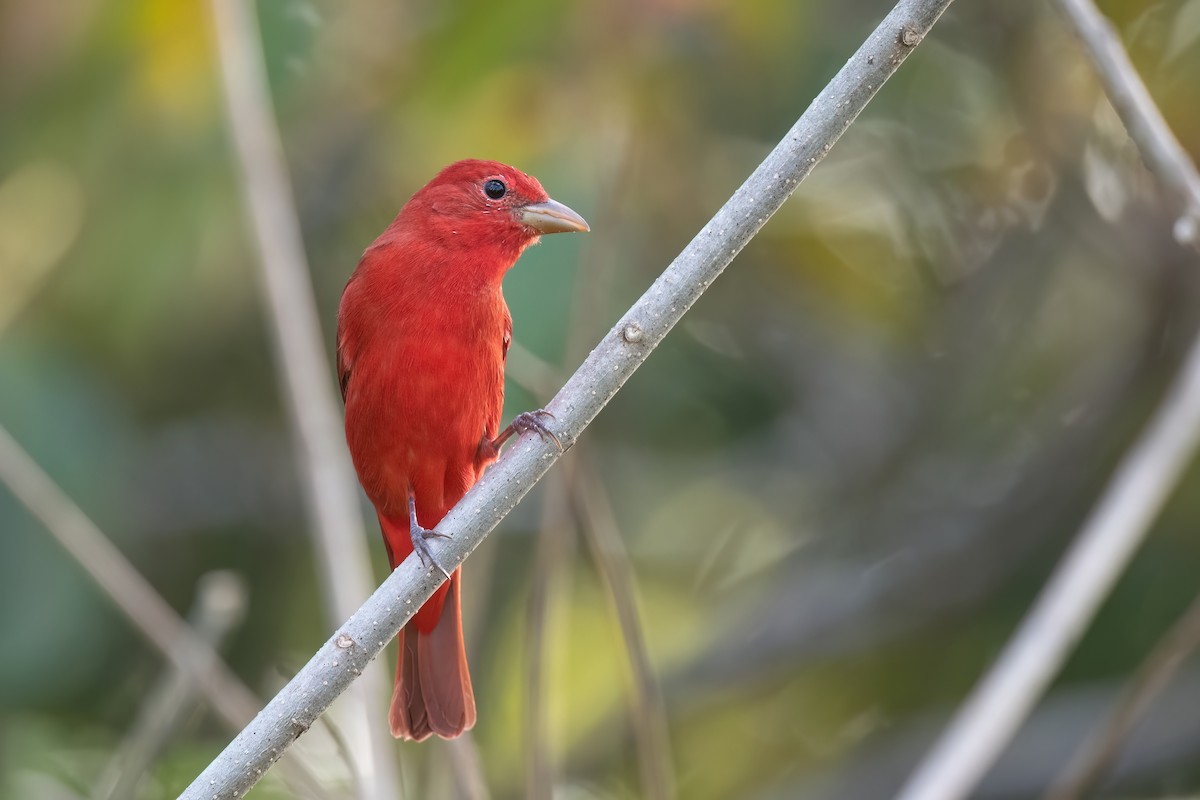 Piranga Roja - ML533878041