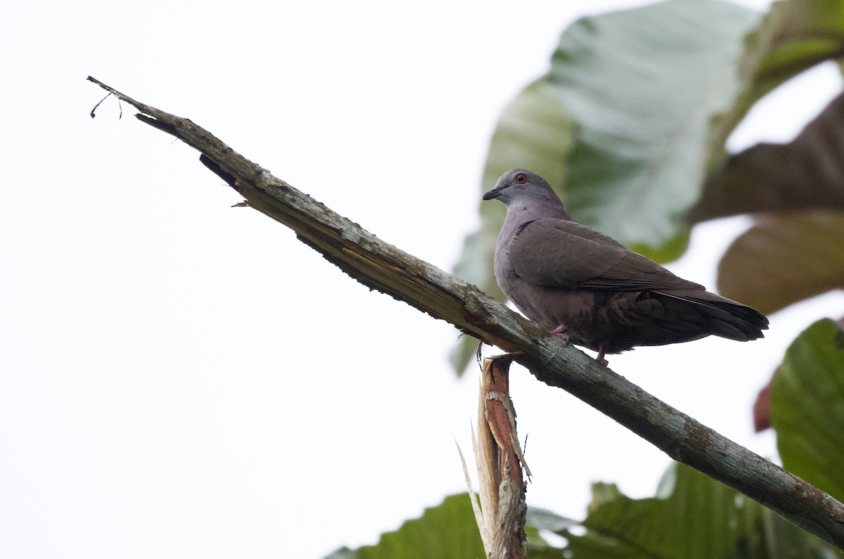 Dusky Pigeon - ML533878651