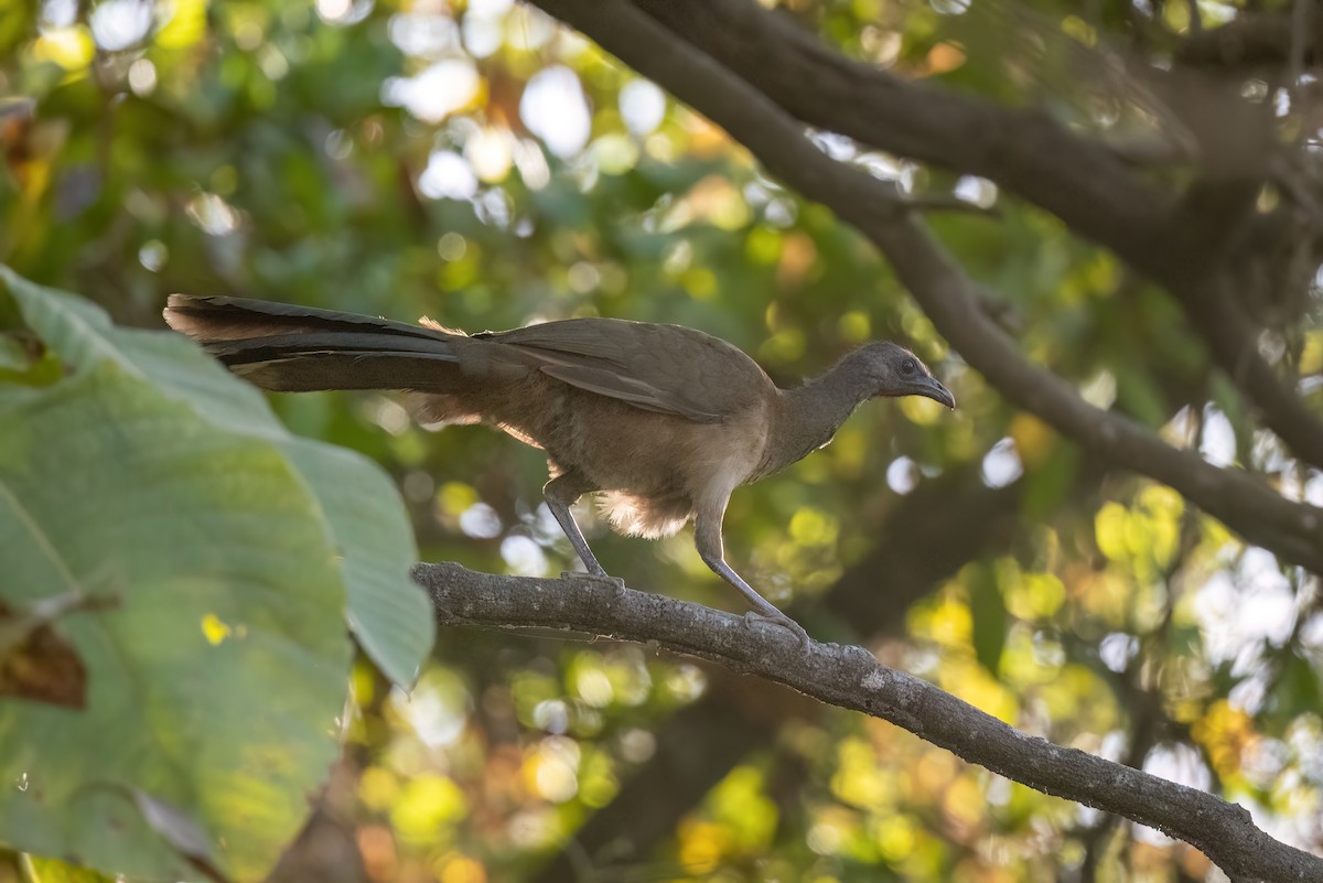 Plain Chachalaca - ML533878861