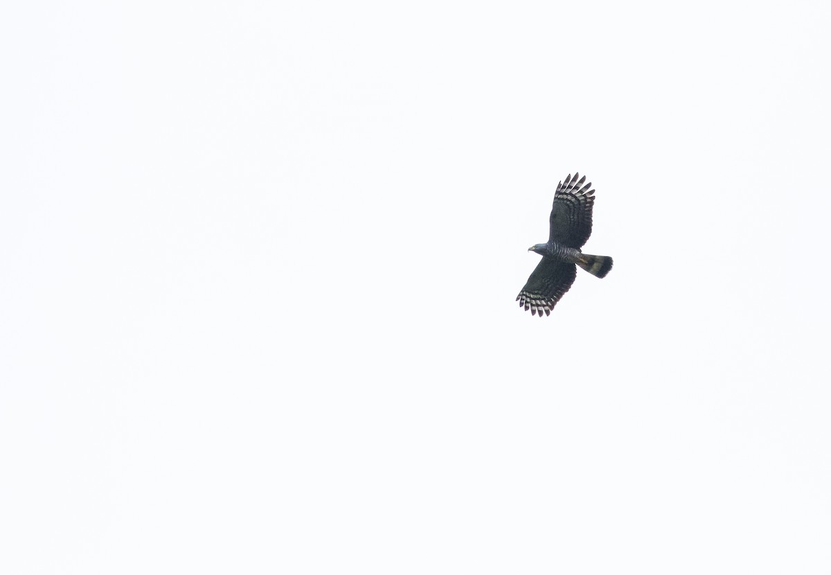 Hook-billed Kite (Hook-billed) - ML533879021