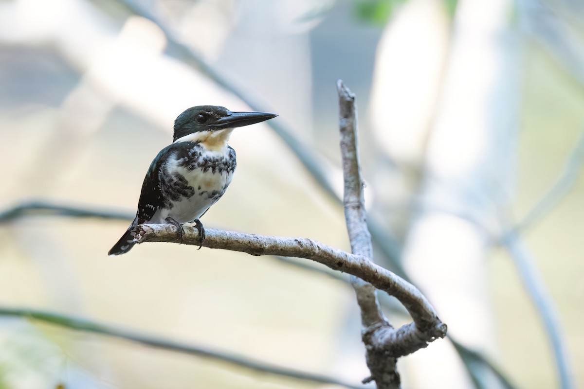 Green Kingfisher - Adam Jackson