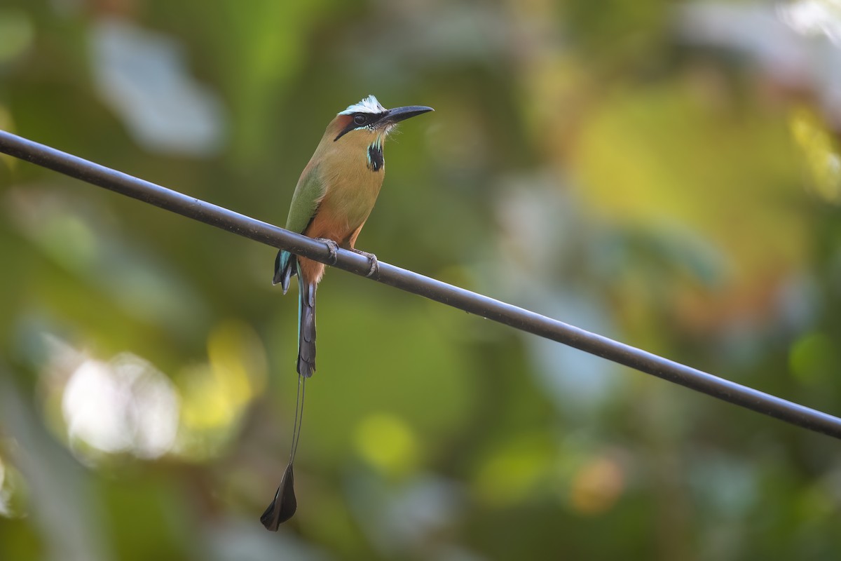 Turquoise-browed Motmot - ML533879291