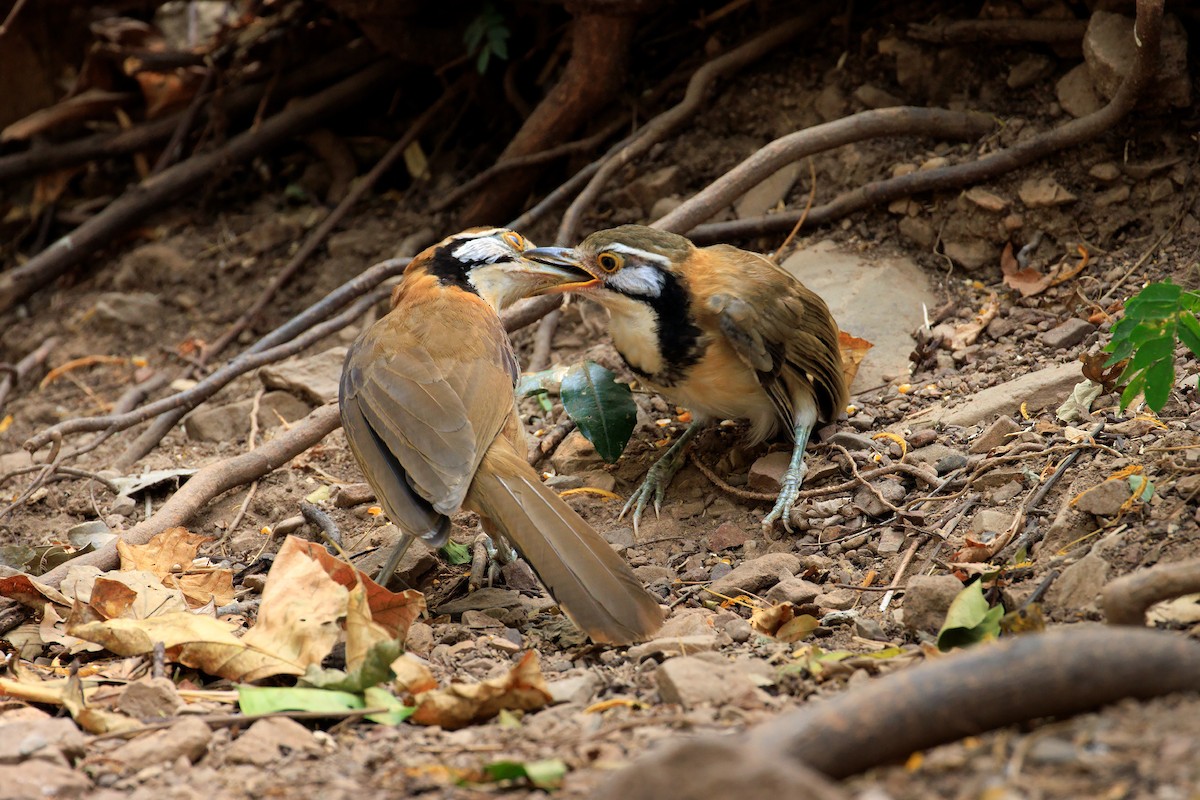 Greater Necklaced Laughingthrush - ML533879711