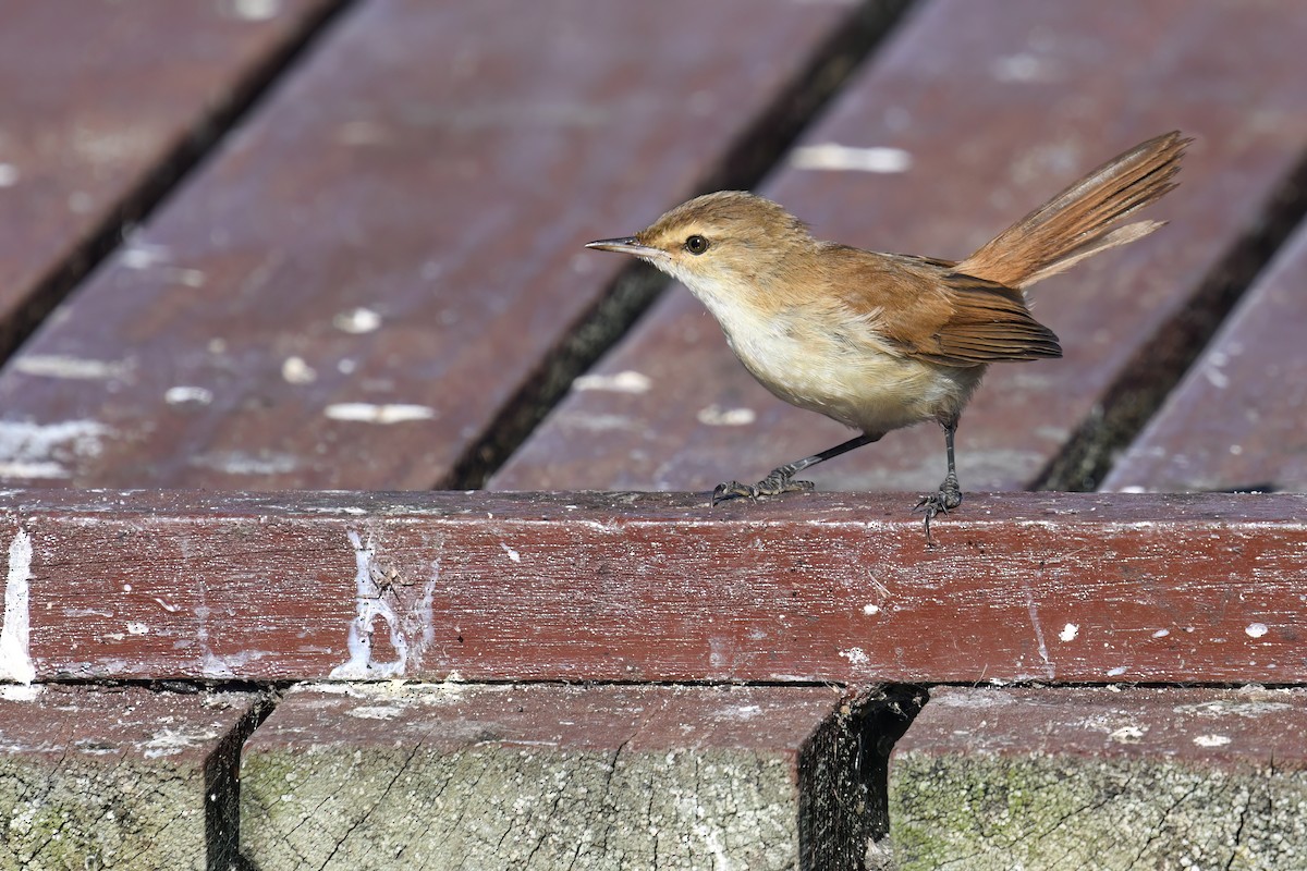 Lesser Swamp Warbler - Regard Van Dyk