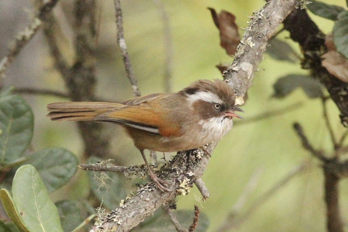 White-browed Fulvetta - ML533881531