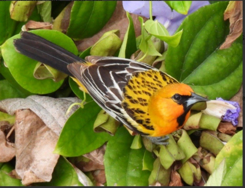 Streak-backed Oriole - ML533881801