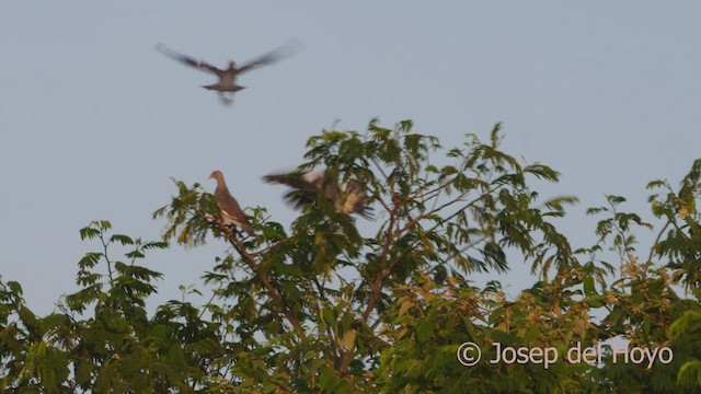 Bare-eyed Pigeon - ML533882201