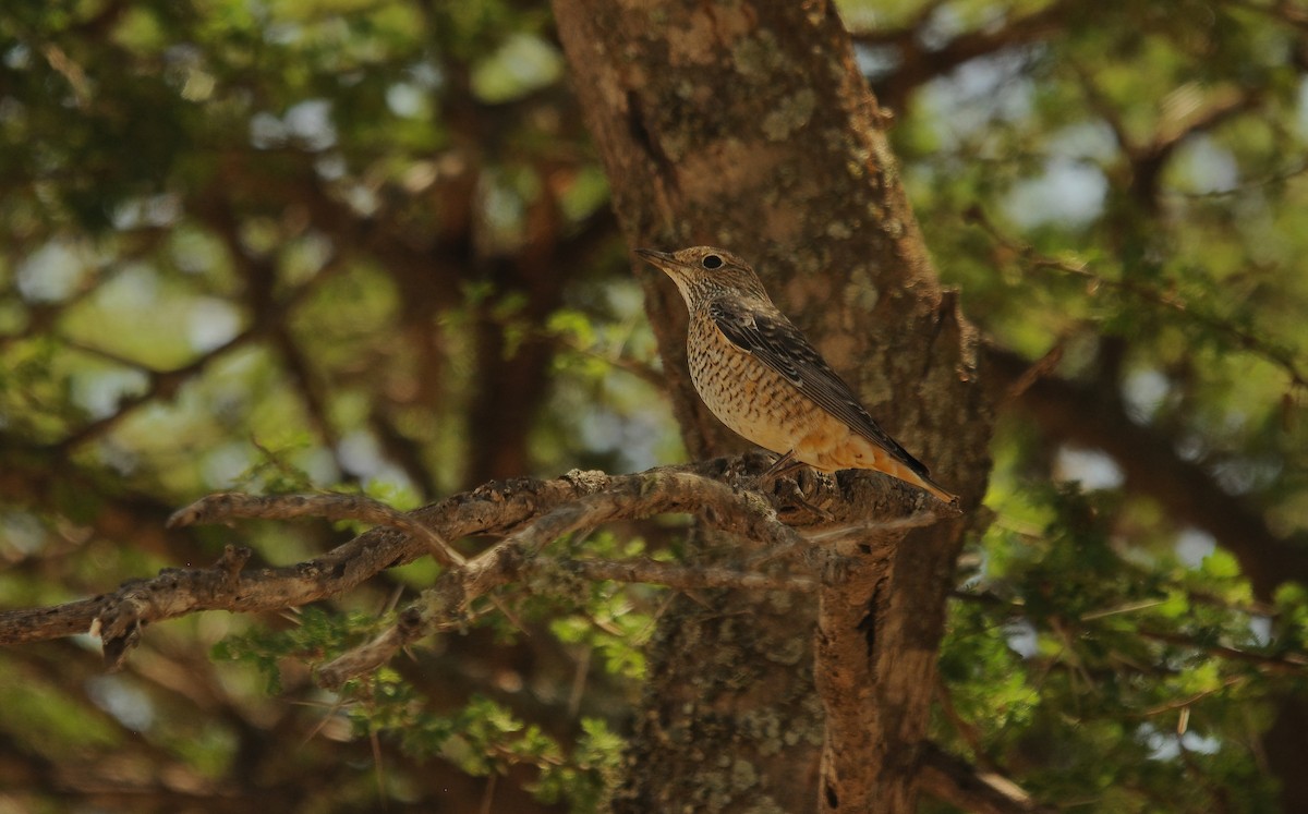 Rufous-tailed Rock-Thrush - ML533882921