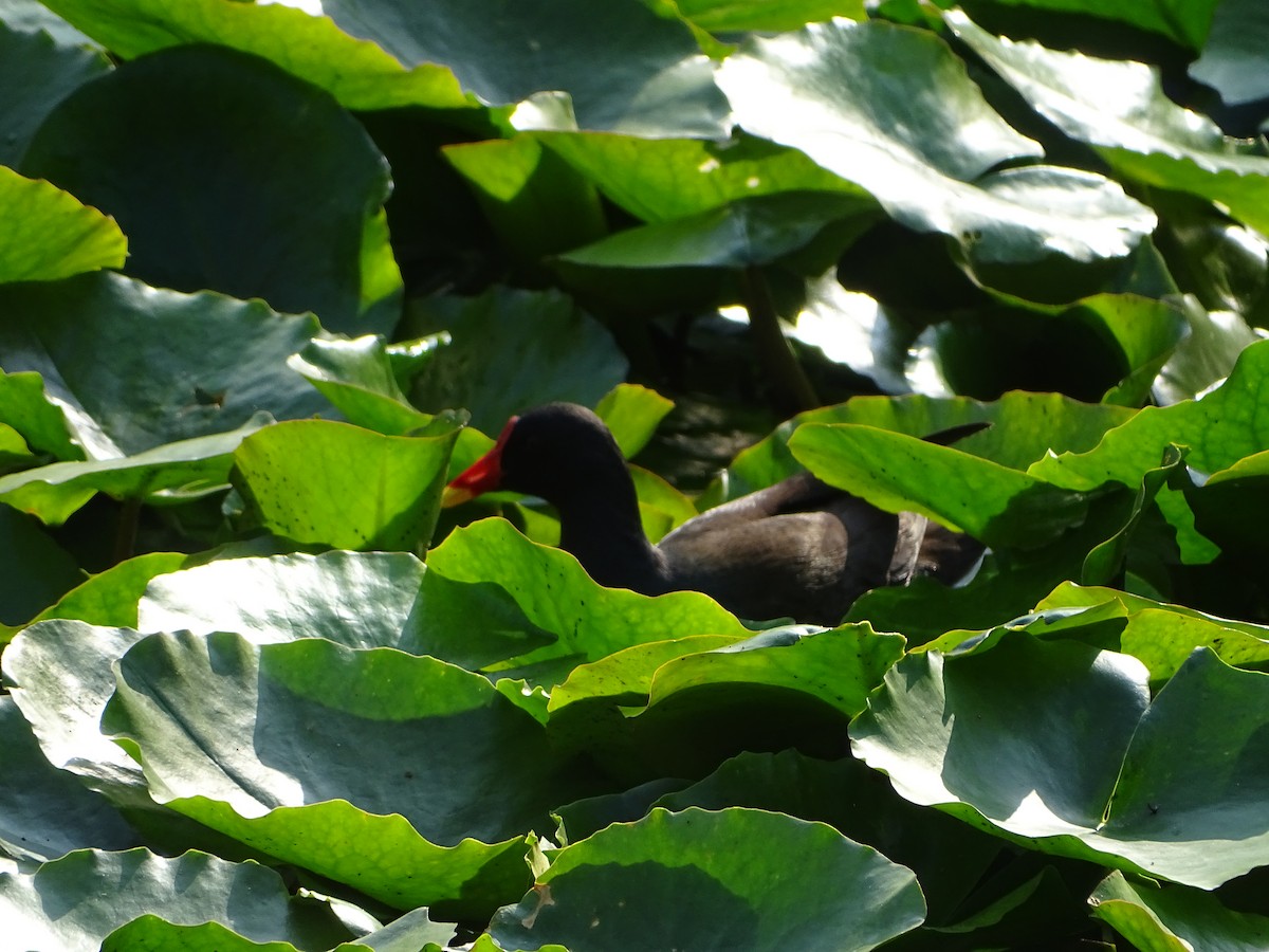 Eurasian Moorhen - P.T. Bird King