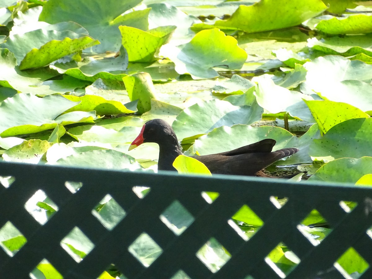 Eurasian Moorhen - ML533883771