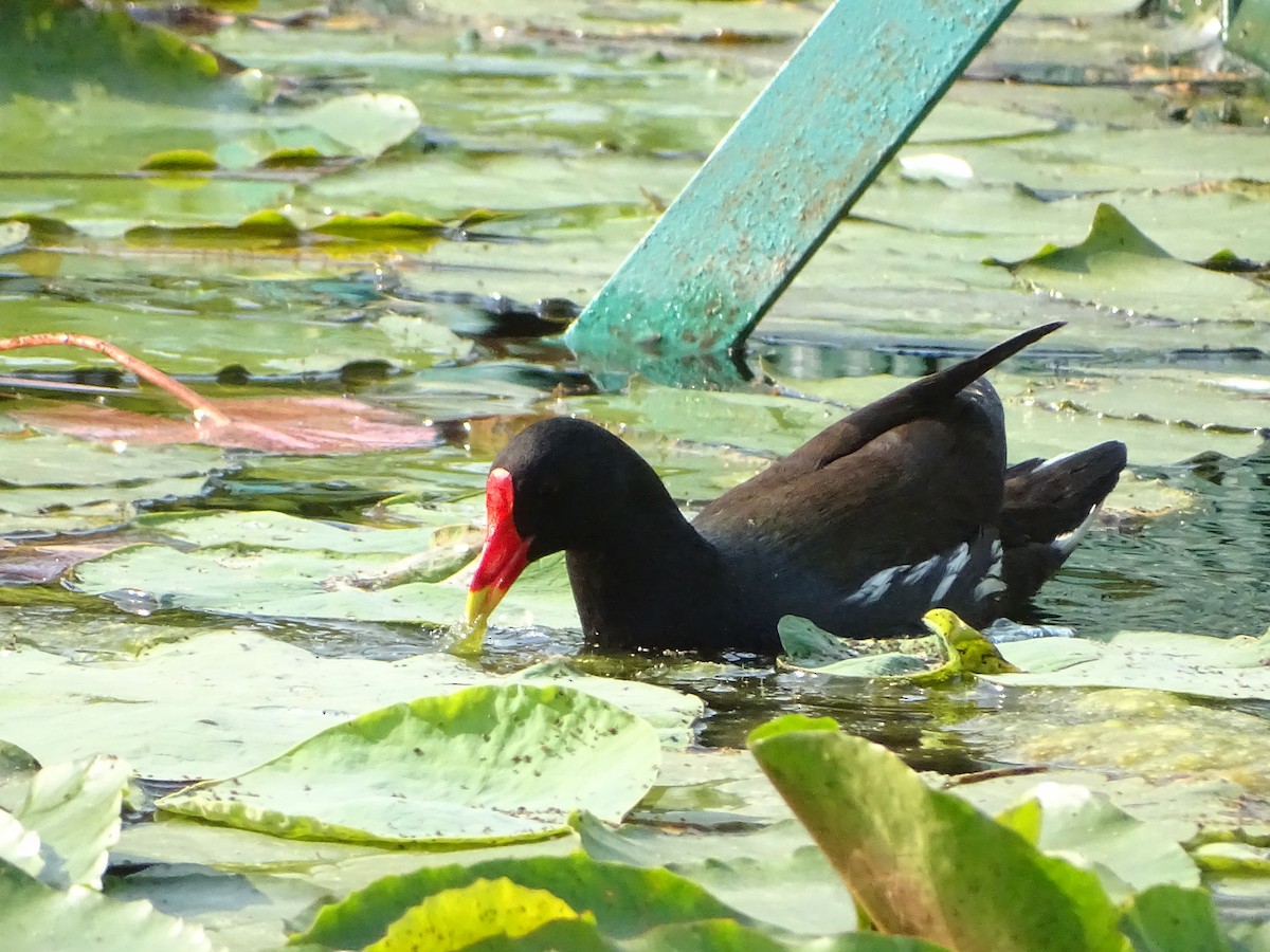 Eurasian Moorhen - P.T. Bird King