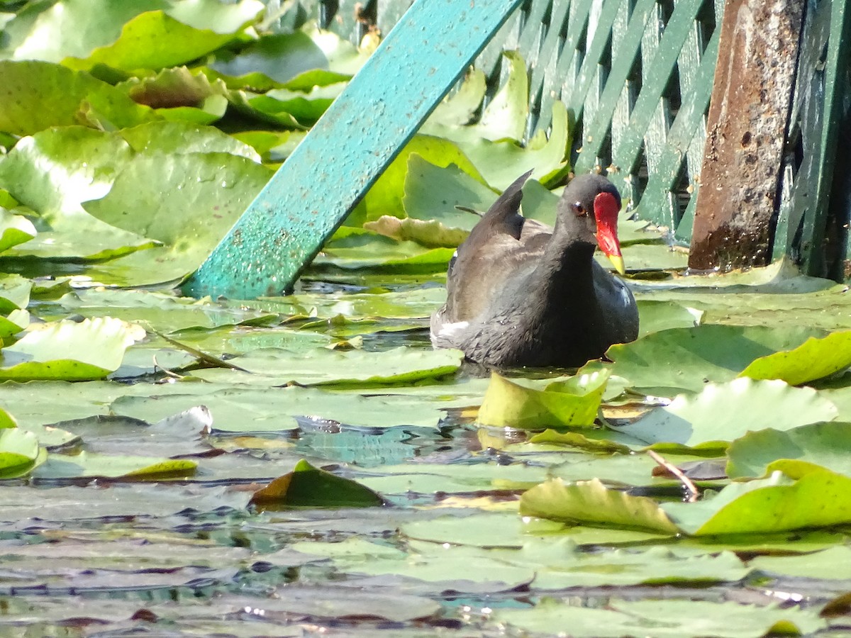 Gallinule poule-d'eau - ML533883841