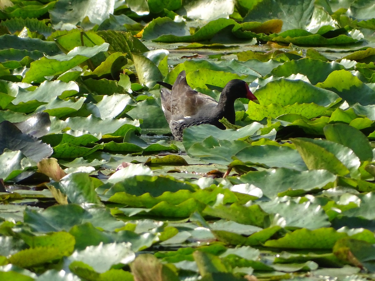 Eurasian Moorhen - P.T. Bird King