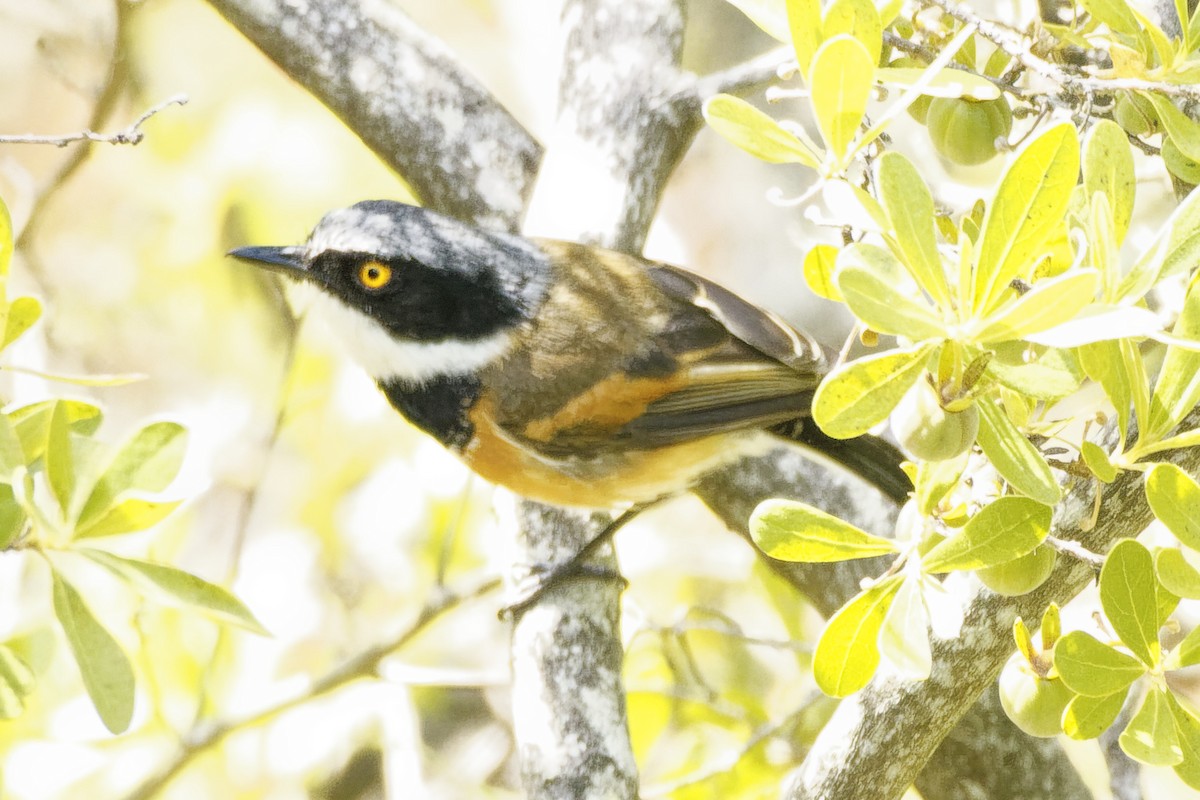 Cape Batis - ML533886371