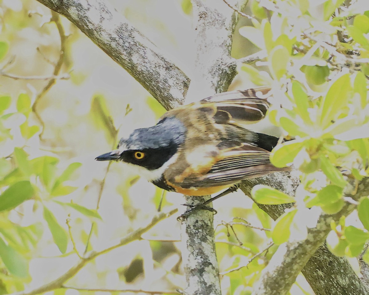 Cape Batis - ML533886391