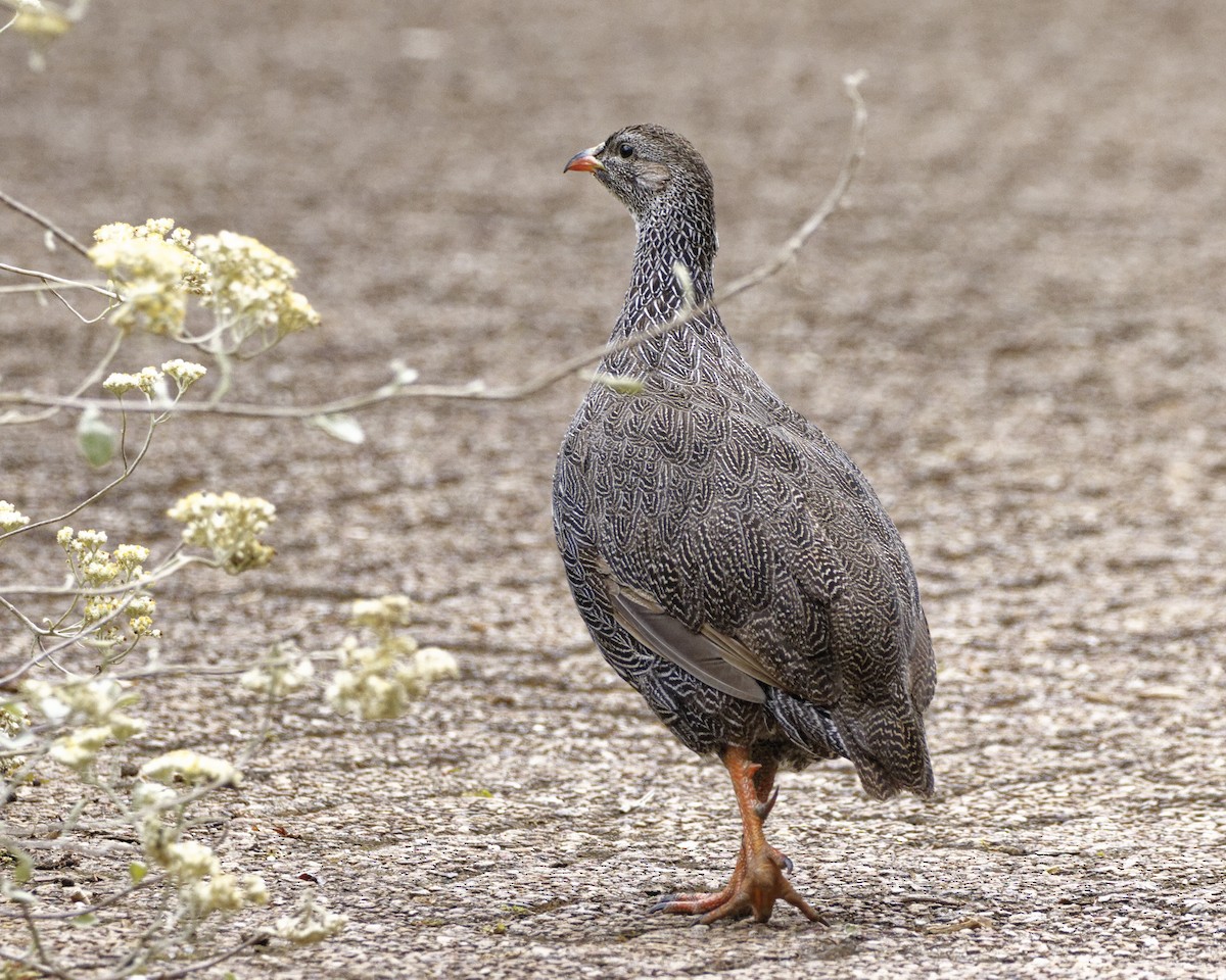 Cape Spurfowl - Gareth Parkes