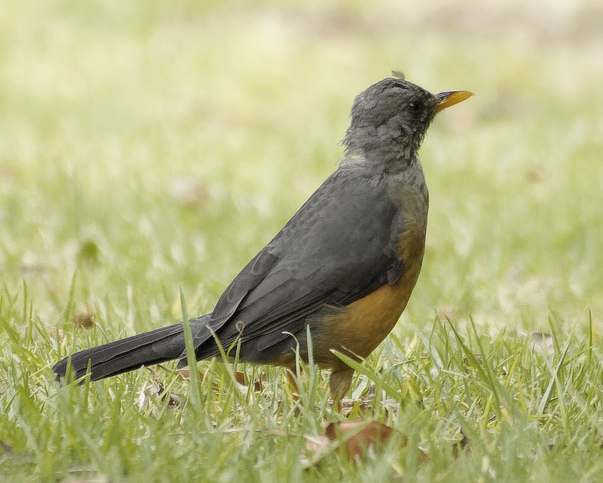 Olive Thrush - ML533886731