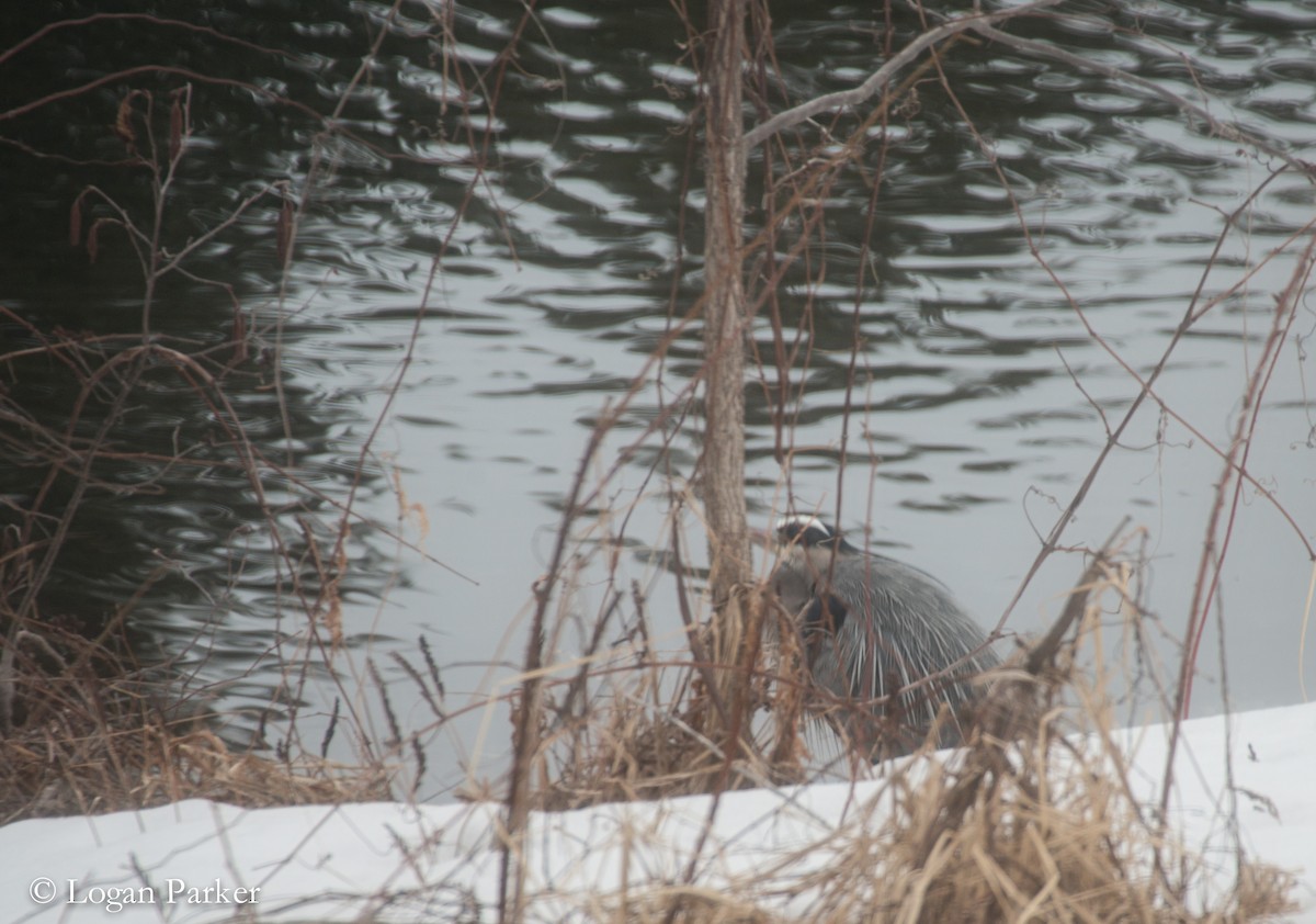 Great Blue Heron - Logan Parker