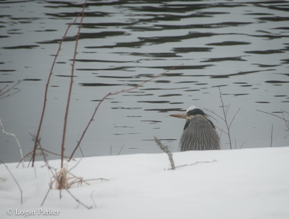 Great Blue Heron - Logan Parker