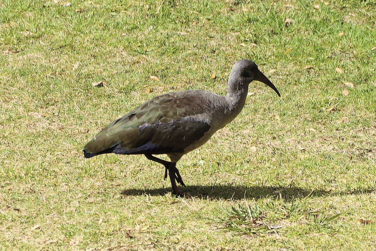 Hadada Ibis - ML533887801