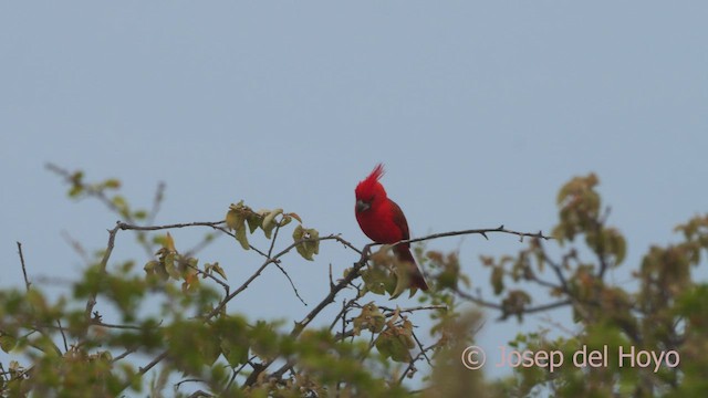 Vermilion Cardinal - ML533888761