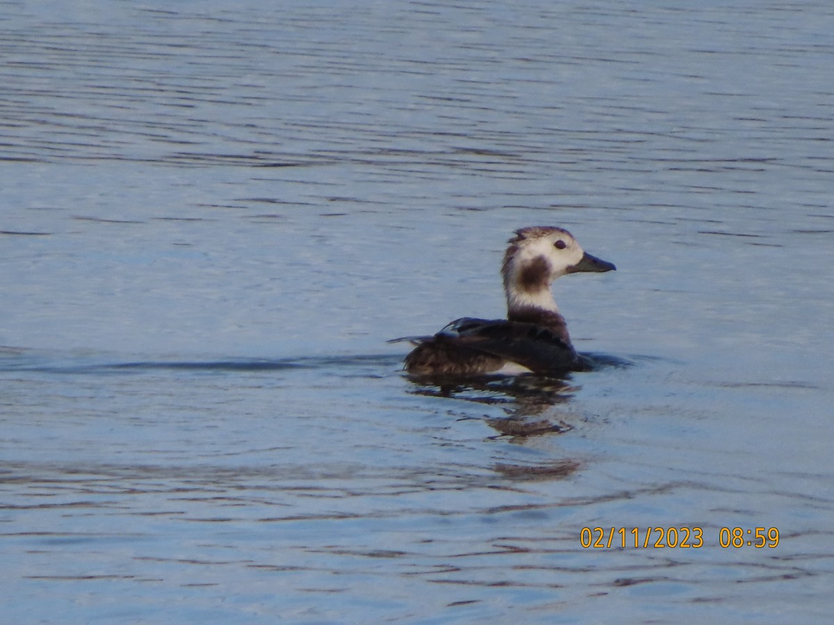Long-tailed Duck - ML533889351